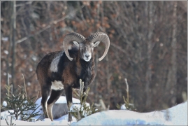 <p>MUFLON (Ovis musimon)</p>